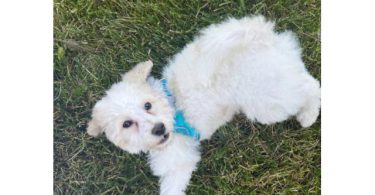 3 months old Bichon Poodle puppy