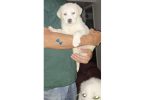 White Lab x Great Pyrenees puppies