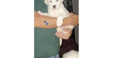 White Lab x Great Pyrenees puppies
