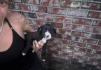 Boxer/American Staffordshire mix puppies