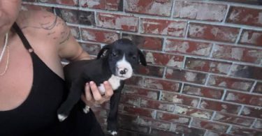 Boxer/American Staffordshire mix puppies