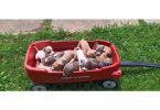 Pitbull puppies