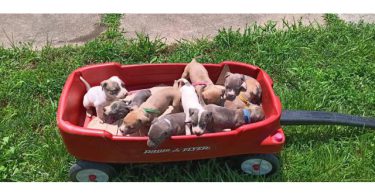Pitbull puppies