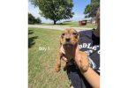Pitweiler Puppies – Small Adoption Fee