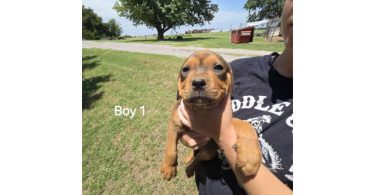 Pitweiler Puppies – Small Adoption Fee