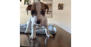 Jack Russell Puppies – 2 Left