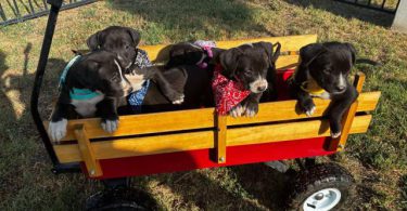 6 Labrador retriever x Pit puppies for sale