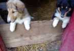 Full-blooded Rough Collie puppies