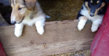 Full-blooded Rough Collie puppies
