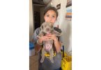 Labrador Retriever puppies ready July 15