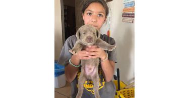 Labrador Retriever puppies ready July 15