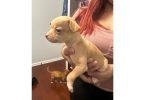 4 deer head Chihuahua puppies for sale