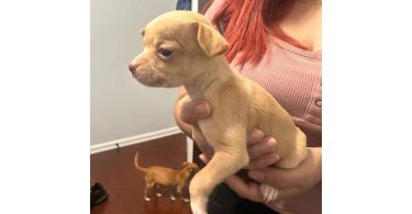 4 deer head Chihuahua puppies for sale