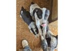 4 border heeler mix puppies for sale