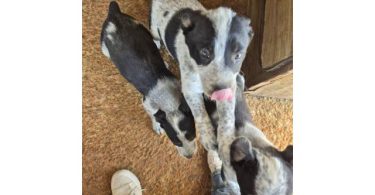 4 border heeler mix puppies for sale