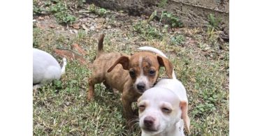 2-month-old Chiweenie puppies available