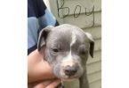Blue nose Pit puppies