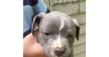 Blue nose Pit puppies