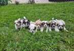 Teddy bear Shicon puppies for sale