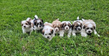 Teddy bear Shicon puppies for sale