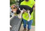 2 Beagle puppies for sale