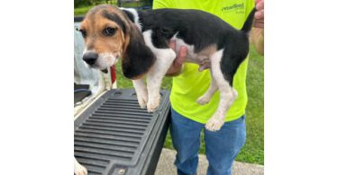 2 Beagle puppies for sale