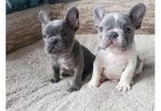 Male and Female Trained French Bulldog Puppies