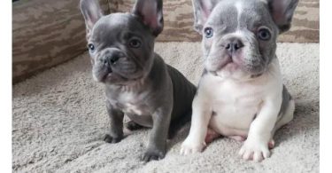 Male and Female Trained French Bulldog Puppies