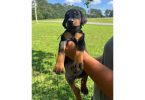 5 Dobbies for sale