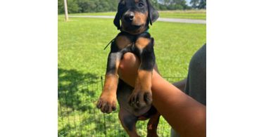 5 Dobbies for sale