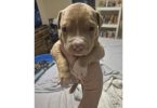 3 American Pitbull puppies
