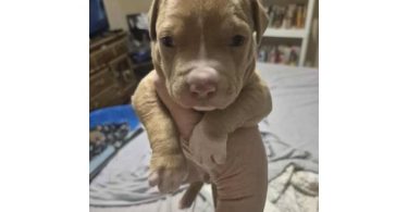 3 American Pitbull puppies