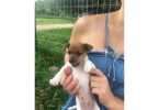 Rat Terrier boys and girls