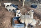 Full-blooded Anatolian Shepherd puppies