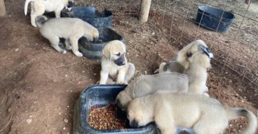 Full-blooded Anatolian Shepherd puppies