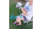 Full-blooded working Blue Heeler puppies