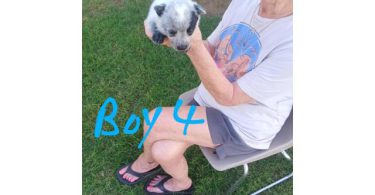 Full-blooded working Blue Heeler puppies