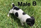 3 Jack Rat Terrier puppies need a home