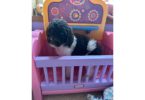 Cute F1B Aussiedoodle pups for sale