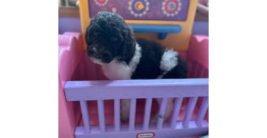 Cute F1B Aussiedoodle pups for sale