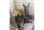 Belgian Malinois Puppies – Ready Soon!