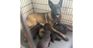 Belgian Malinois Puppies – Ready Soon!