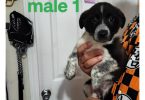 Border Collie Heeler puppies
