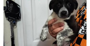 Border Collie Heeler puppies