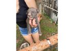 Pitbull puppies ready to go