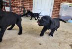 Farm-Raised Lab Mix Puppies – $20 Rehoming Fee