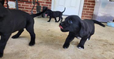 Farm-Raised Lab Mix Puppies – $20 Rehoming Fee