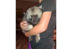 5 Keeshond puppies for sale