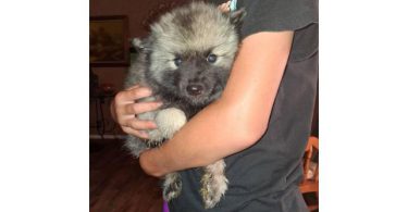 5 Keeshond puppies for sale