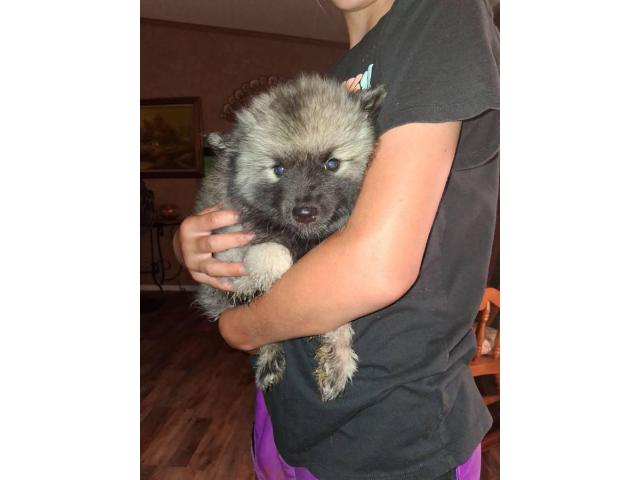 5 Keeshond puppies for sale